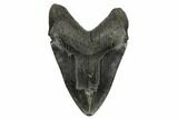 Fossil Megalodon Tooth - Massive Meg Tooth! #178758-2